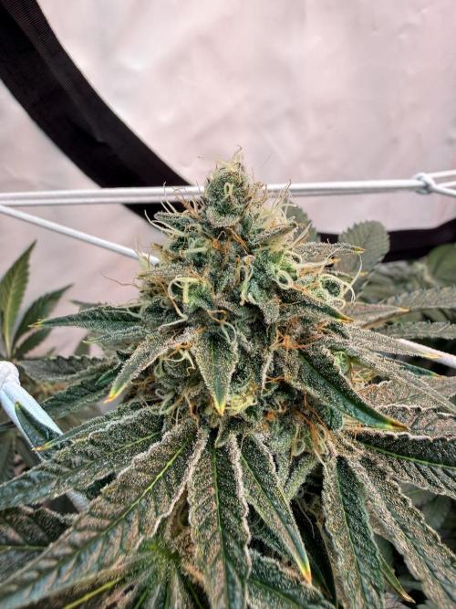 9 Plants I Runtz crosses. Week 11 - Frosty Tooth #2