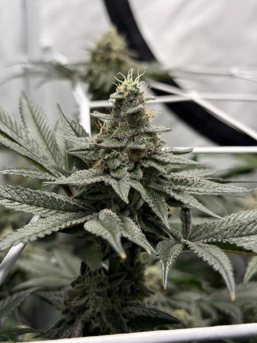 9 Plants I Runtz crosses. Week 11 - Scarlet Sparkle #2