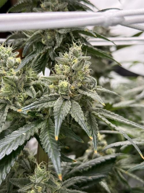 9 Plants I Runtz crosses. Week 11 - Frosty Tooth #1