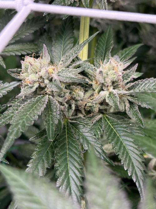 9 Plants I Runtz crosses. Week 11 - Scarlet Sparkle #1