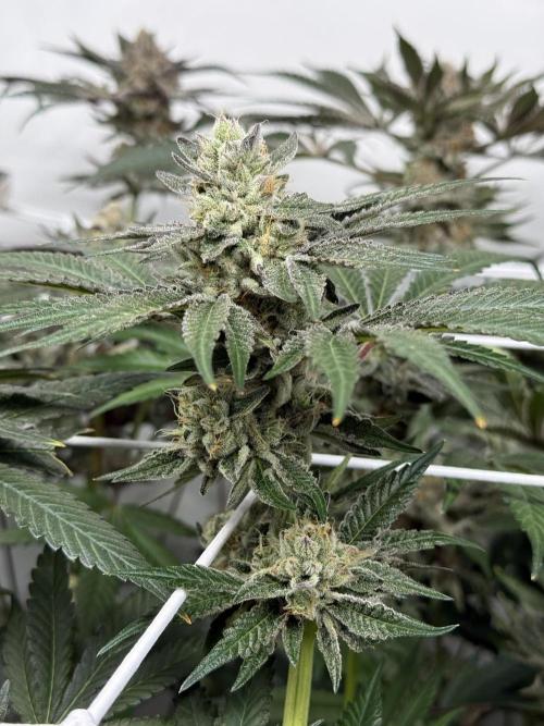 9 Plants I Runtz crosses. Week 11 - Scarlet Sparkle #1