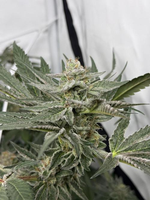 9 Plants I Runtz crosses. Week 11 - Scarlet Sparkle #3