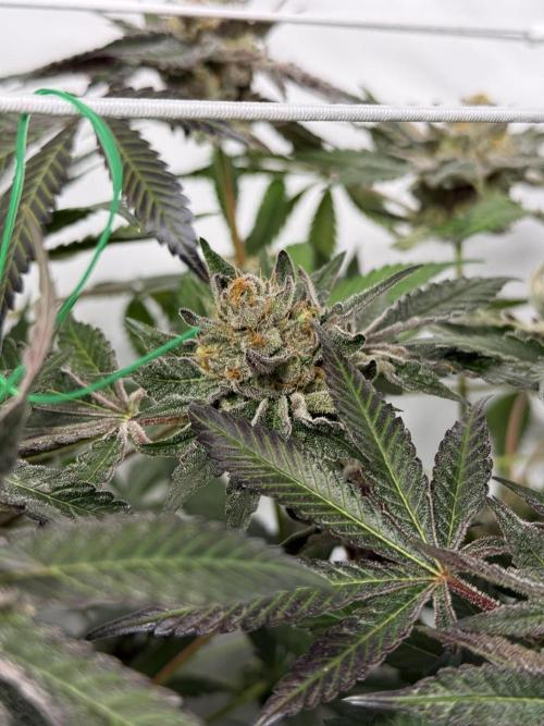 9 Plants I Runtz crosses. Week 11 - Flamin Cheetoz #1