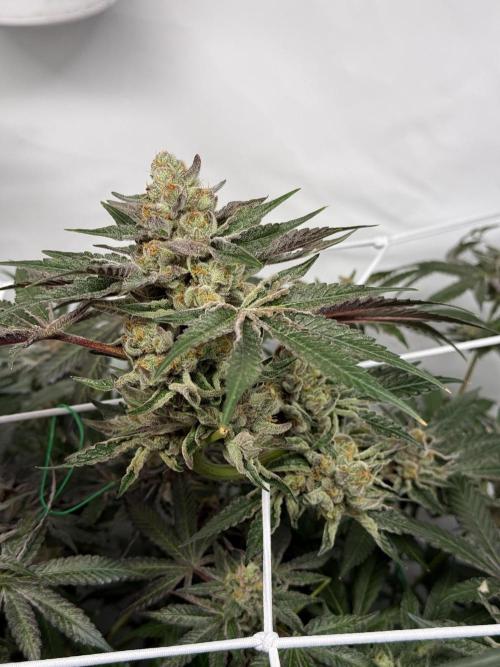 9 Plants I Runtz crosses. Week 11 - Flamin Cheetoz #1