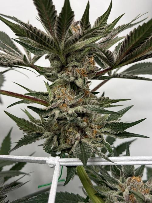 9 Plants I Runtz crosses. Week 11 - Flamin Cheetoz #3