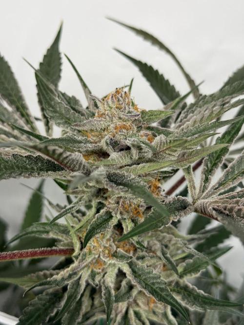 9 Plants I Runtz crosses. Week 11 - Flamin Cheetoz #3