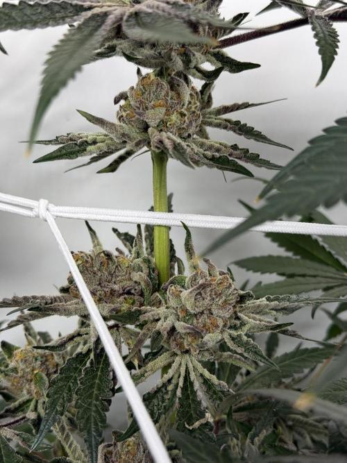 9 Plants I Runtz crosses. Week 11 - Flamin Cheetoz #2