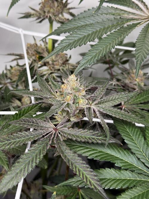 9 Plants I Runtz crosses. Week 11 - Flamin Cheetoz #2