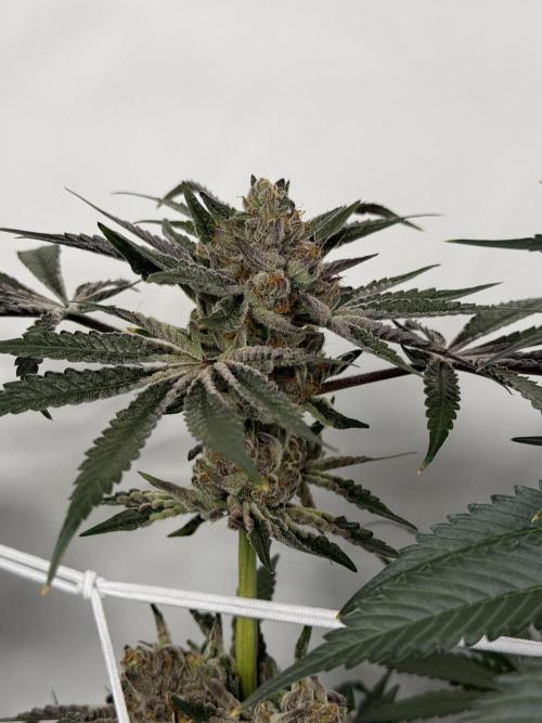 9 Plants I Runtz crosses. Week 11 - Flamin Cheetoz #2