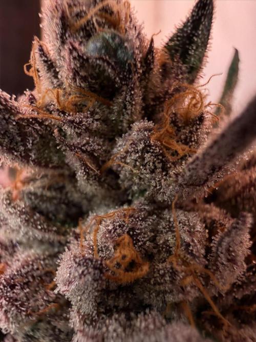 9 Plants I Runtz crosses. Week 12 - Flamin Cheetoz #2