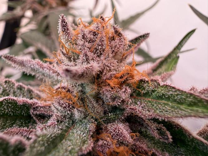 9 Plants I Runtz crosses. Week 12 - Flamin Cheetoz #3