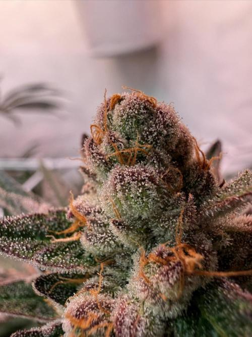 9 Plants I Runtz crosses. Week 12 - Flamin Cheetoz #1