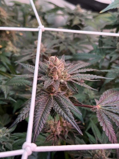 9 Plants I Runtz crosses. Week 12 - Scarlet Sparkle #1