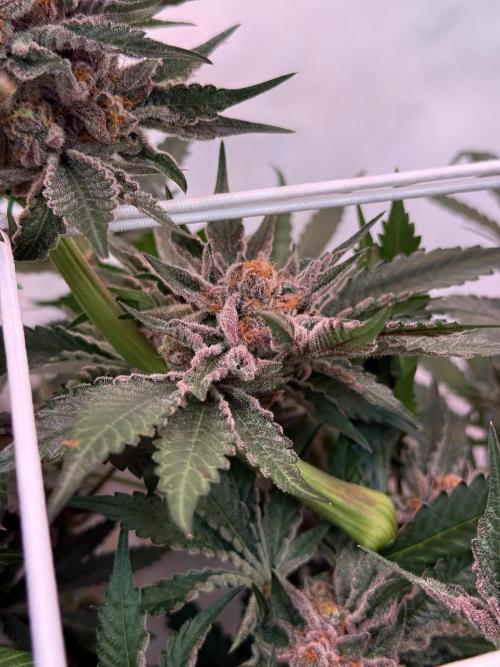 9 Plants I Runtz crosses. Week 12 - Flamin Cheetoz #3
