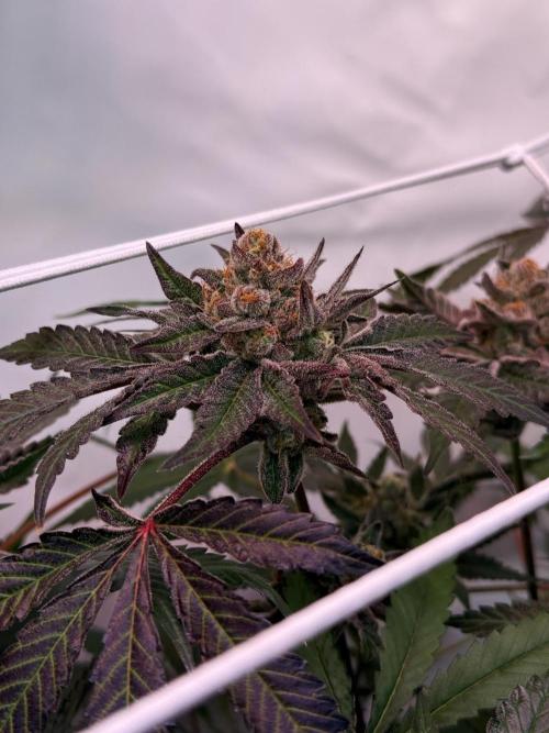 9 Plants I Runtz crosses. Week 12 - Flamin Cheetoz #2