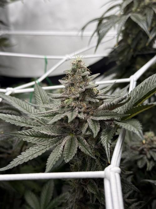 9 Plants I Runtz crosses. Week 12 - Scarlet Sparkle #2