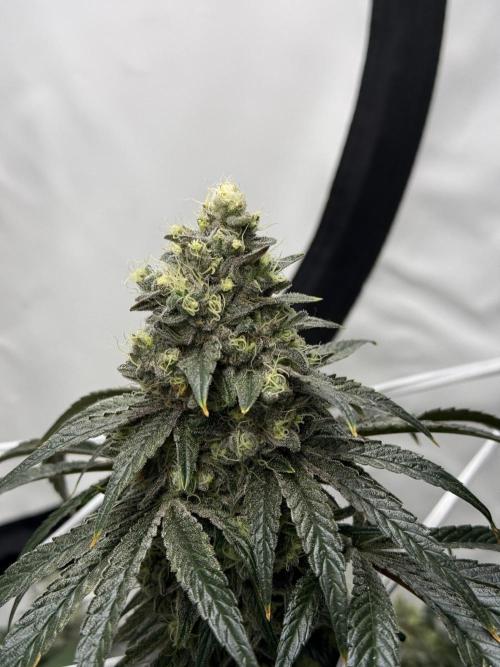 9 Plants I Runtz crosses. Week 12 - Frosty Tooth #1