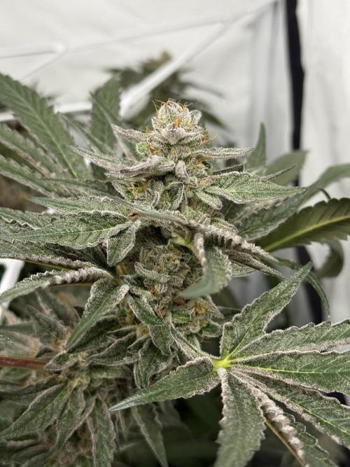 9 Plants I Runtz crosses. Week 12 - Scarlet Sparkle #3