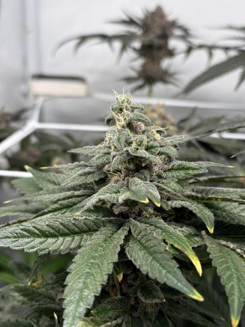 9 Plants I Runtz crosses. Week 12 - Frosty Tooth #3