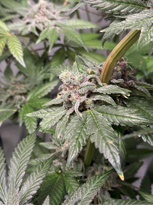 9 Plants I Runtz crosses. Week 12 - Frosty Tooth #3