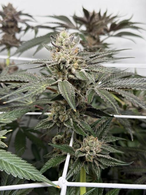 9 Plants I Runtz crosses. Week 12 - Scarlet Sparkle #1