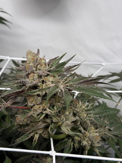 9 Plants I Runtz crosses. Week 12 - Flamin Cheetoz #1