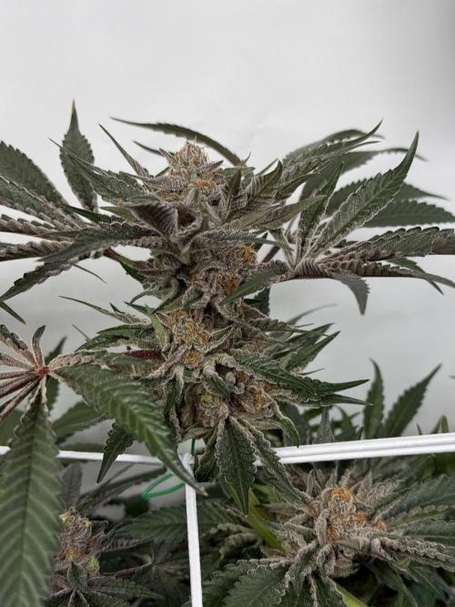 9 Plants I Runtz crosses. Week 12 - Flamin Cheetoz #3