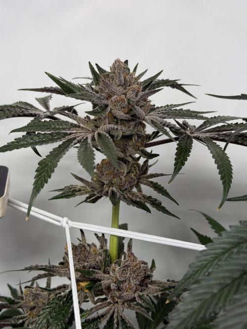 9 Plants I Runtz crosses. Week 12 - Flamin Cheetoz #2