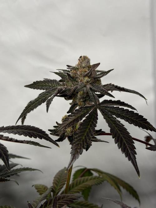 9 Plants I Runtz crosses. Week 13 - Flamin Cheetoz #2