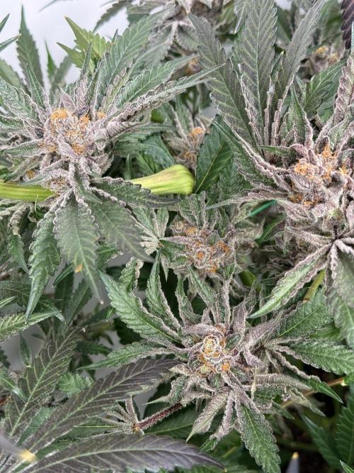 9 Plants I Runtz crosses. Week 13 - Flamin Cheetoz #3