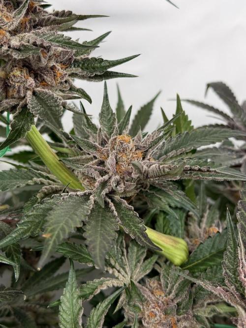 9 Plants I Runtz crosses. Week 13 - Flamin Cheetoz #3