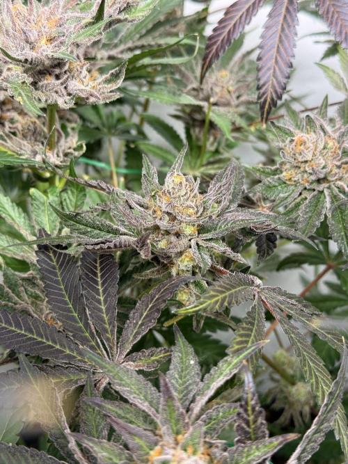 9 Plants I Runtz crosses. Week 13 - Flamin Cheetoz #1