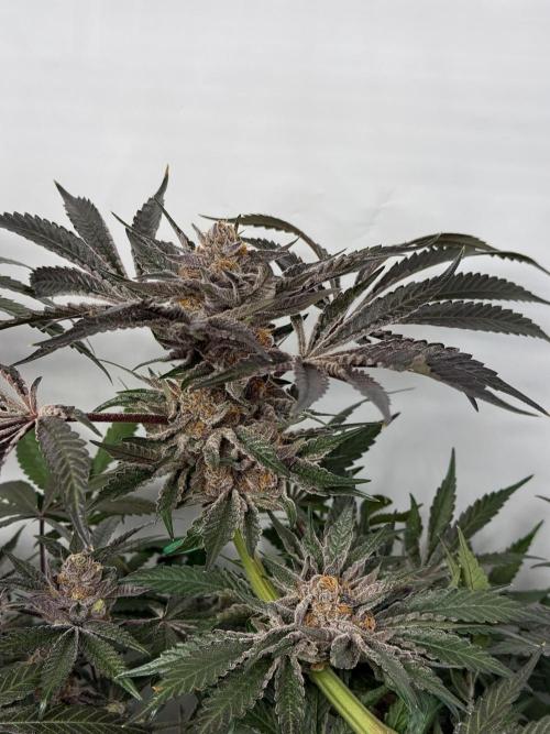 9 Plants I Runtz crosses. Week 13 - Flamin Cheetoz #3