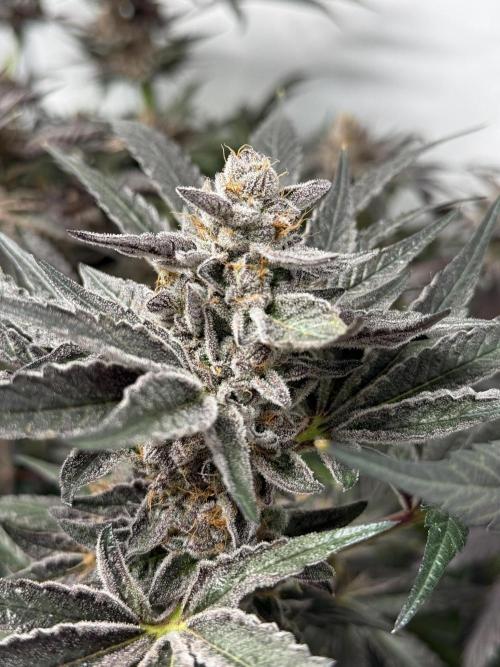 9 Plants I Runtz crosses. Week 13 - Scarlet Sparkle #3