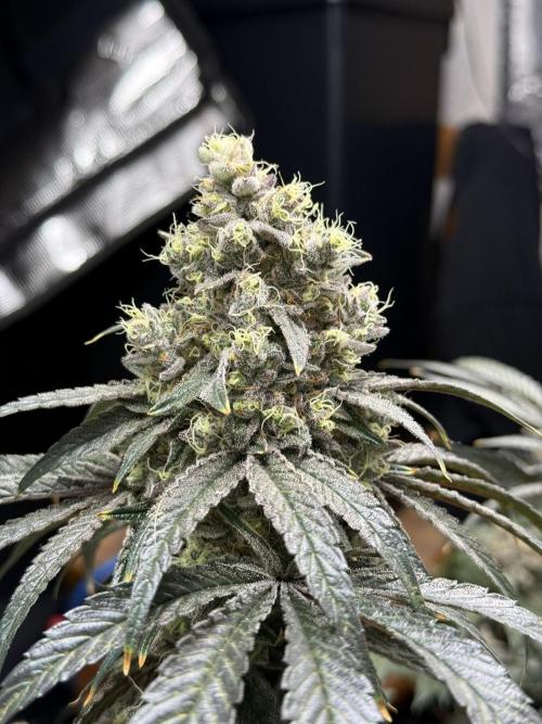 9 Plants I Runtz crosses. Week 13 - Frosty Tooth #1