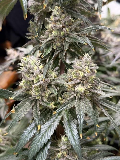 9 Plants I Runtz crosses. Week 13 - Frosty Tooth #1