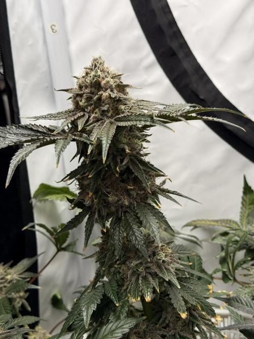 9 Plants I Runtz crosses. Week 13 - Frosty Tooth #2