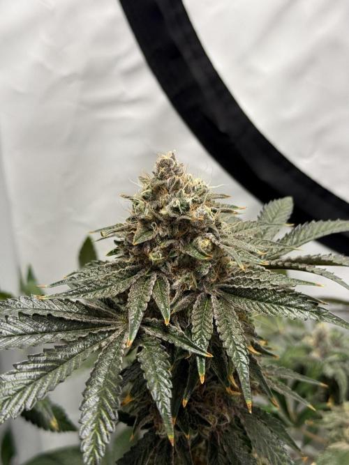 9 Plants I Runtz crosses. Week 13 - Frosty Tooth #2
