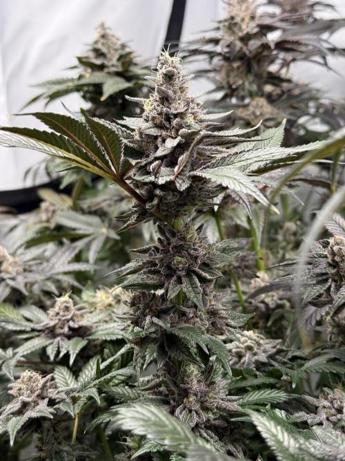 9 Plants I Runtz crosses. Week 13 - Scarlet Sparkle #2