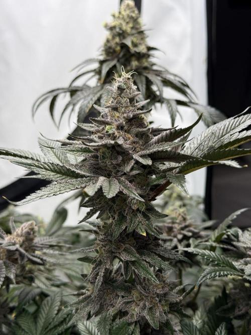 9 Plants I Runtz crosses. Week 13 - Scarlet Sparkle #2