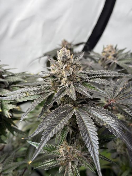 9 Plants I Runtz crosses. Week 13 - Scarlet Sparkle #1