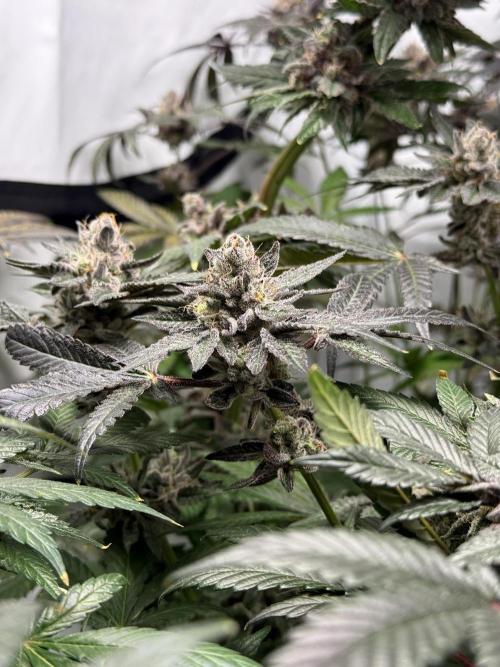 9 Plants I Runtz crosses. Week 13 - Scarlet Sparkle #1