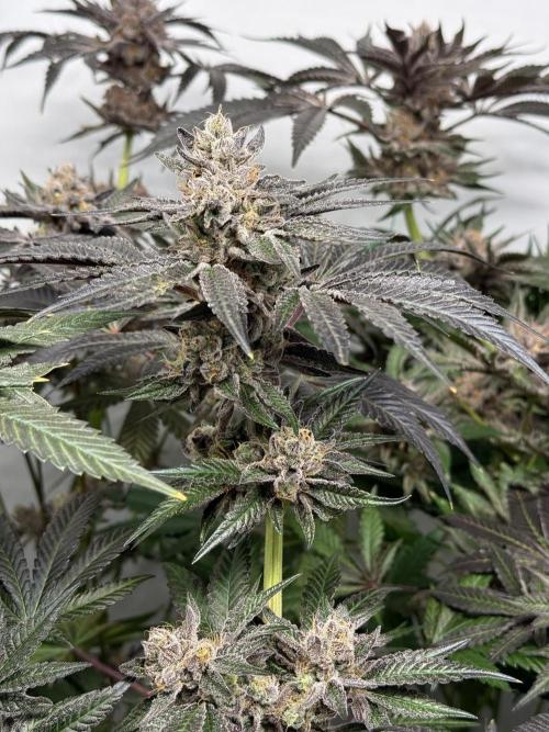 9 Plants I Runtz crosses. Week 13 - Scarlet Sparkle #1