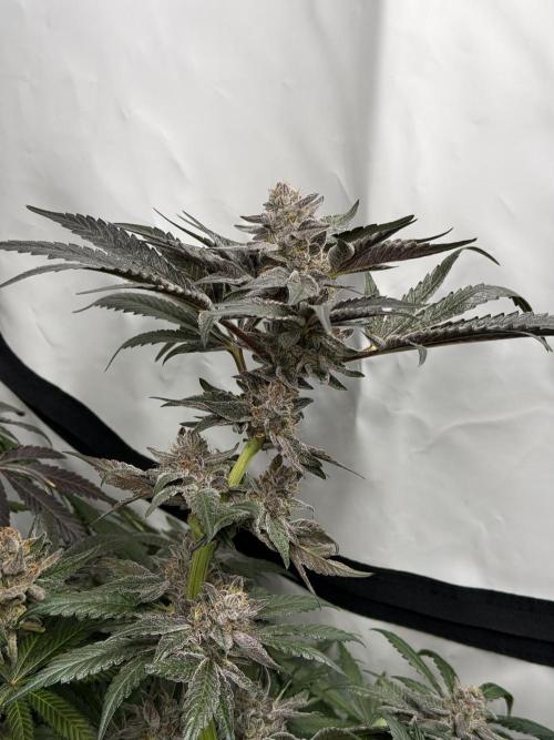 9 Plants I Runtz crosses. Week 13 - Scarlet Sparkle #3