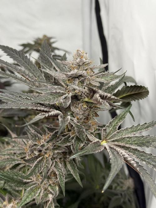 9 Plants I Runtz crosses. Week 13 - Scarlet Sparkle #3