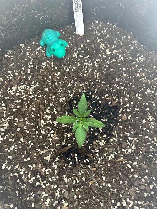 My first hybrid grow room!!. Week 1