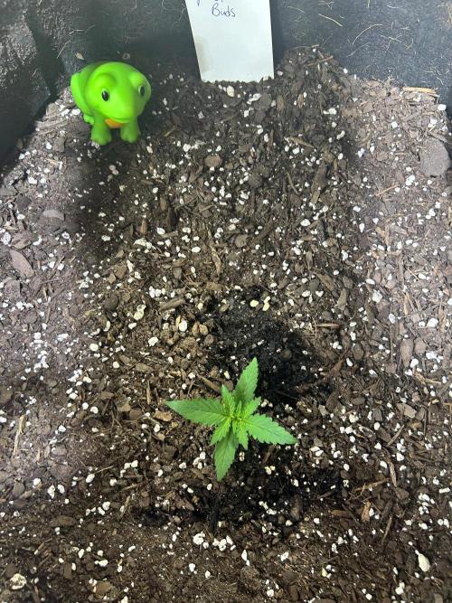 My first hybrid grow room!!. Week 1