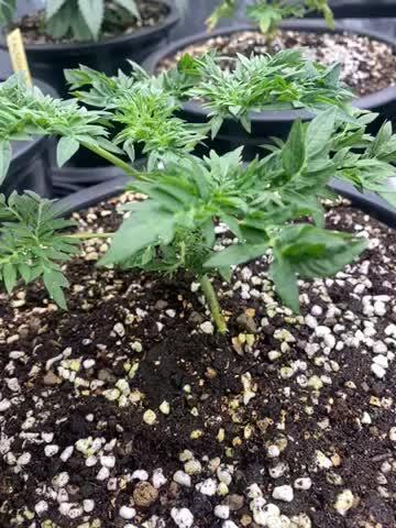 Freak Show Humboldt LOVE Blaze Mary Jane