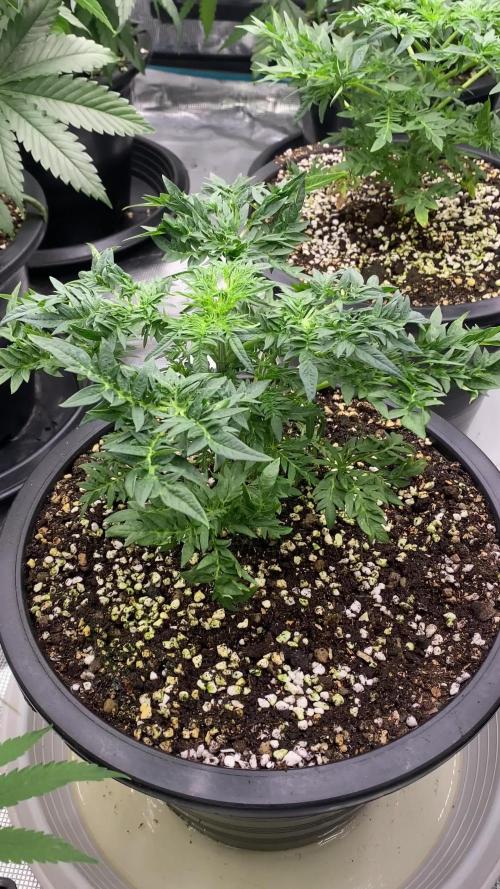 Freak Show Humboldt LOVE Blaze Mary Jane