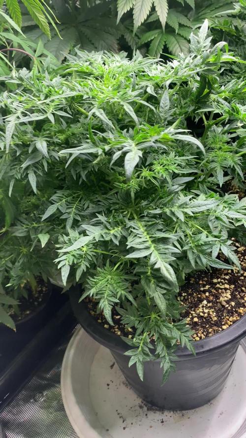 Freak Show Humboldt LOVE Blaze Mary Jane